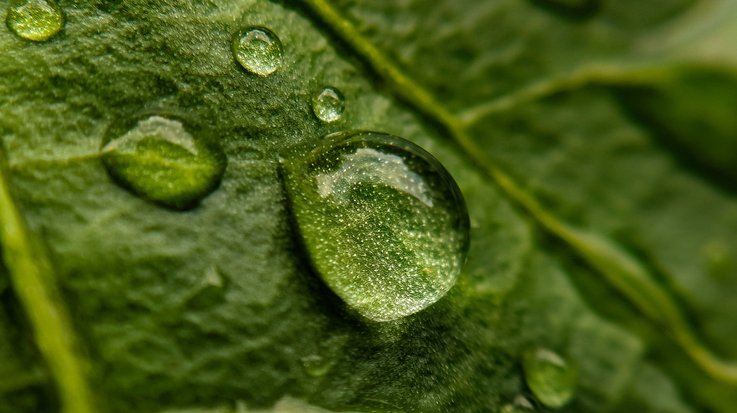 close up drop on a leaf