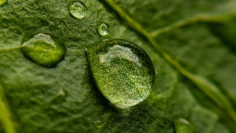 close up drop on a leaf