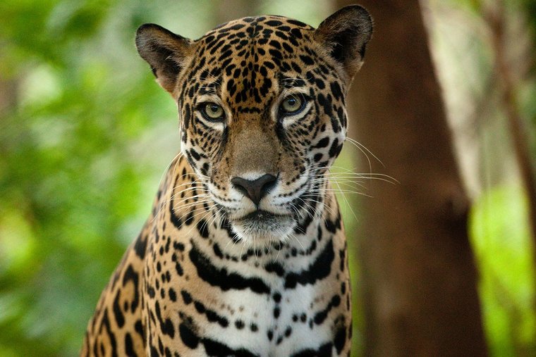 Costa Ricas Natur und Tiere wie der Jaguar sind im Design des neuen biometrischen Reisepasses sichtbar