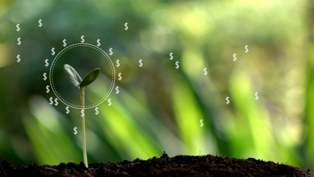 A fragile plant shoot is circled by computer simulated dollar signs