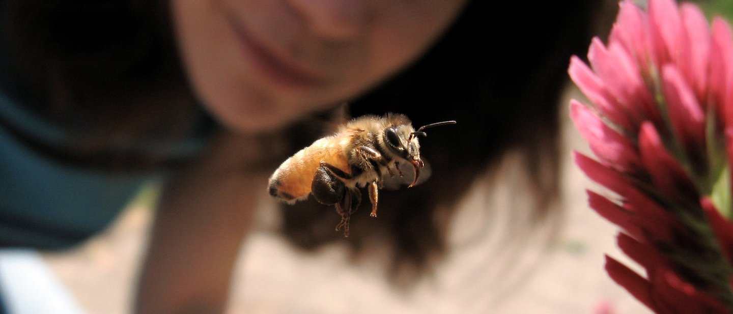 Eine Frau beobachtet eine Biene